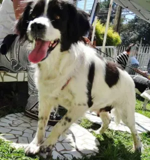 Cachorro raça SRD idade 2 anos nome Chiquita