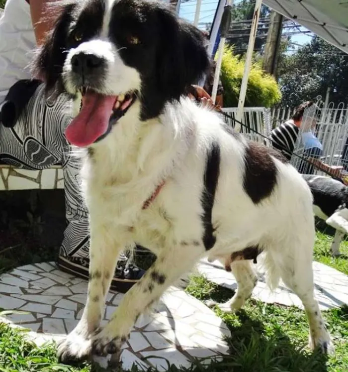 Cachorro ra a SRD idade 2 anos nome Chiquita