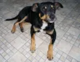 Pingo