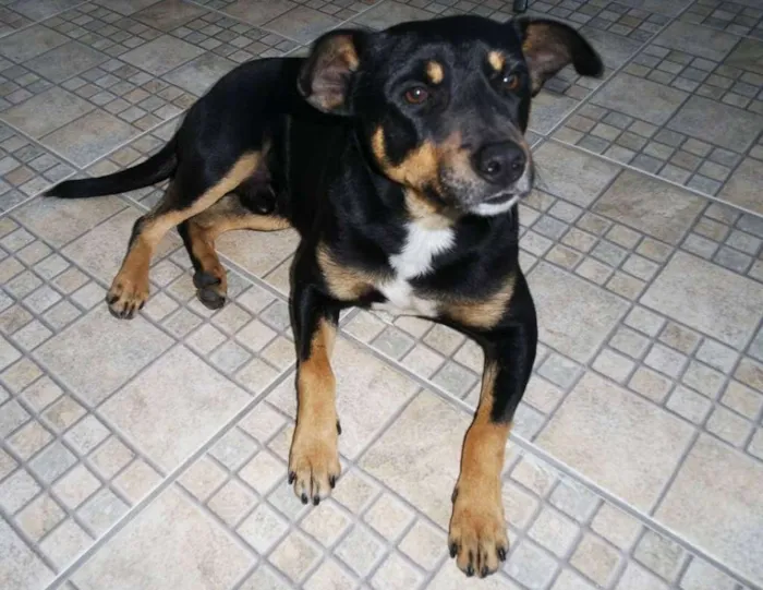 Cachorro ra a SRD idade 2 anos nome Pingo