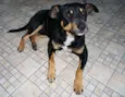 Pingo