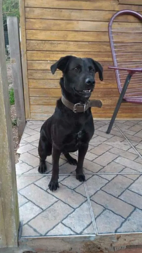 Cachorro ra a Cruza de vira lata com labrador idade 7 a 11 meses nome Apolo