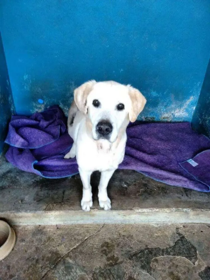 Cachorro ra a Labrador idade 6 ou mais anos nome Buto