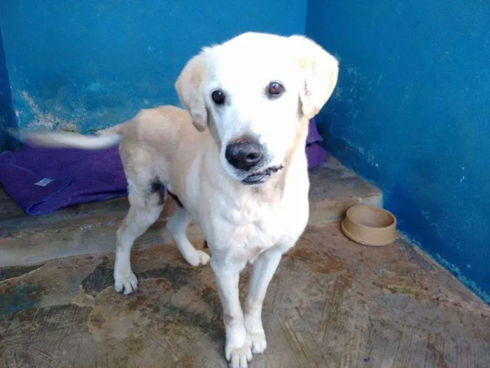 Cachorro ra a Labrador idade 6 ou mais anos nome Buto