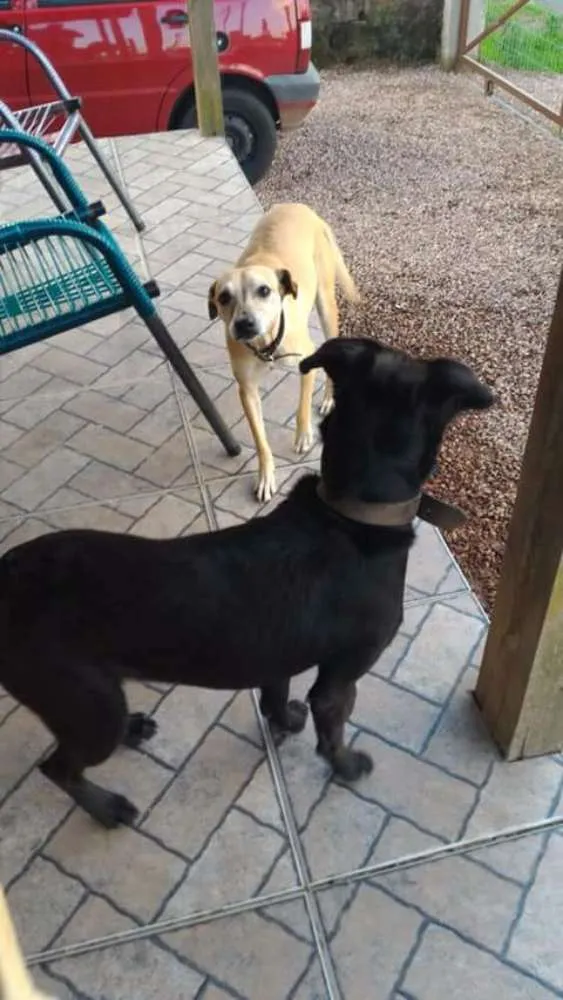 Cachorro ra a Vir lata idade 4 anos nome Luma