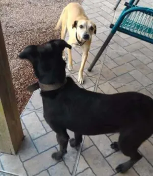 Cachorro raça Vir lata idade 4 anos nome Luma