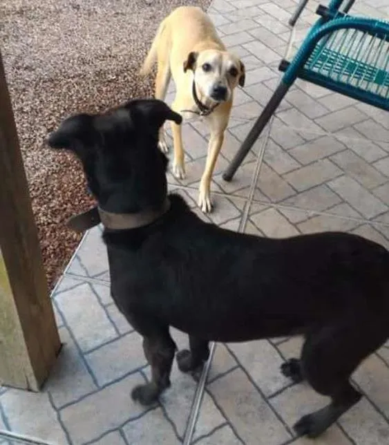 Cachorro ra a Vir lata idade 4 anos nome Luma