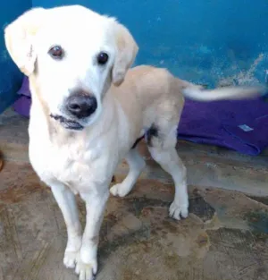 Cachorro raça Labrador idade 6 ou mais anos nome Buto