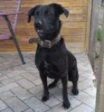 Apolo