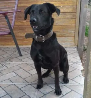Cachorro raça Cruza de vira lata com labrador idade 7 a 11 meses nome Apolo