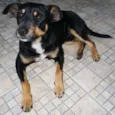 Pingo