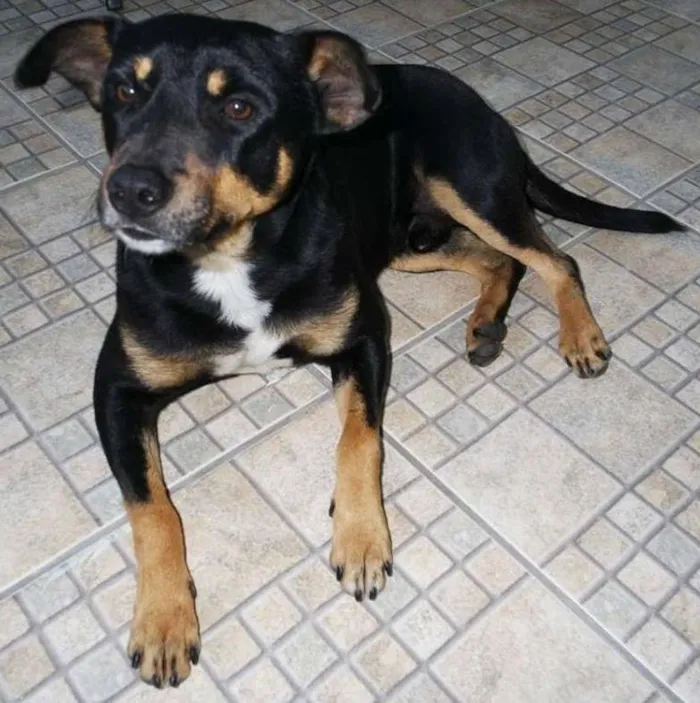 Cachorro ra a SRD idade 2 anos nome Pingo