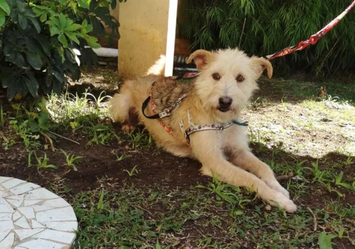Cachorro ra a SRD idade 2 anos nome Priscila
