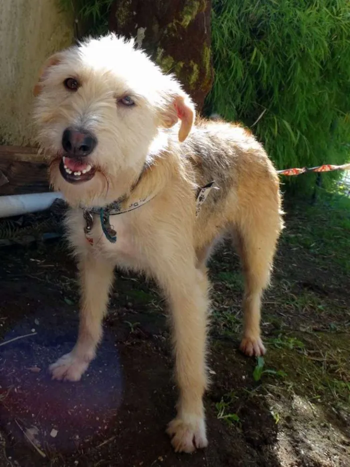Cachorro ra a SRD idade 2 anos nome Priscila