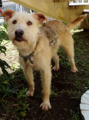 Cachorro raça SRD idade 2 anos nome Priscila