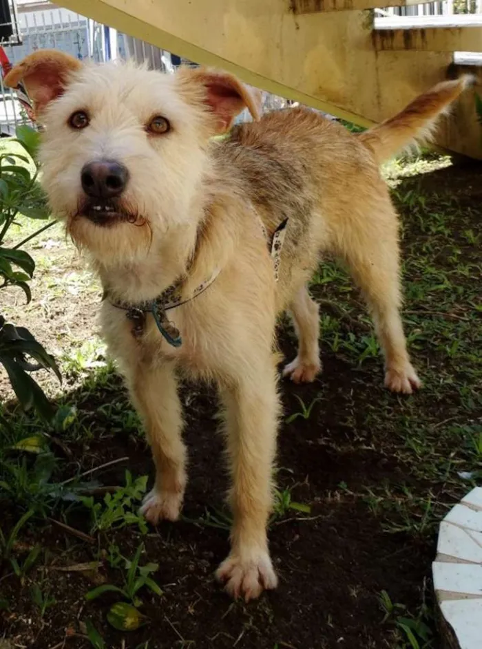 Cachorro ra a SRD idade 2 anos nome Priscila