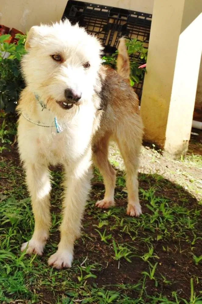 Cachorro ra a SRD idade 2 anos nome Priscila