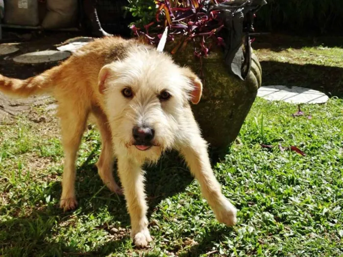 Cachorro ra a SRD idade 2 anos nome Priscila