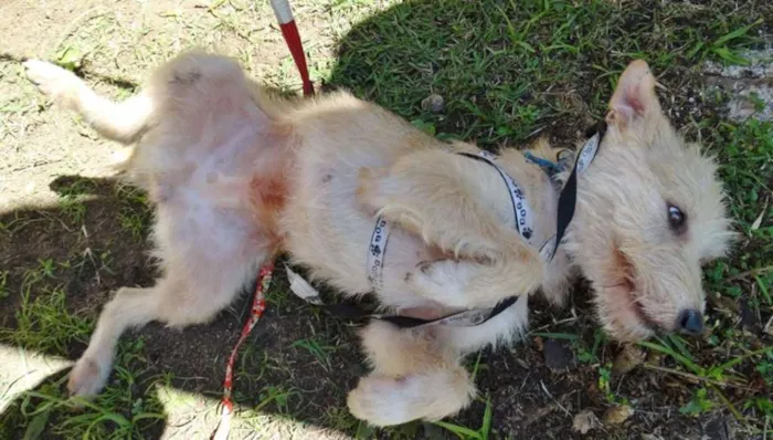 Cachorro ra a SRD idade 2 anos nome Priscila
