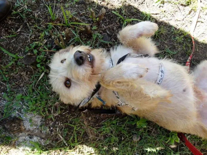 Cachorro ra a SRD idade 2 anos nome Priscila