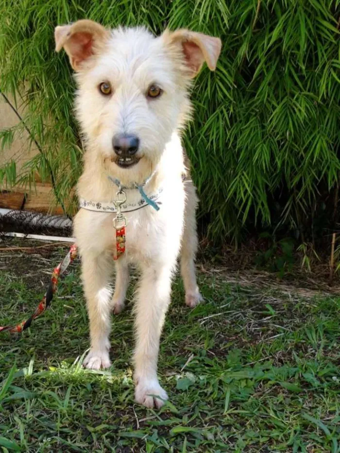 Cachorro ra a SRD idade 2 anos nome Priscila