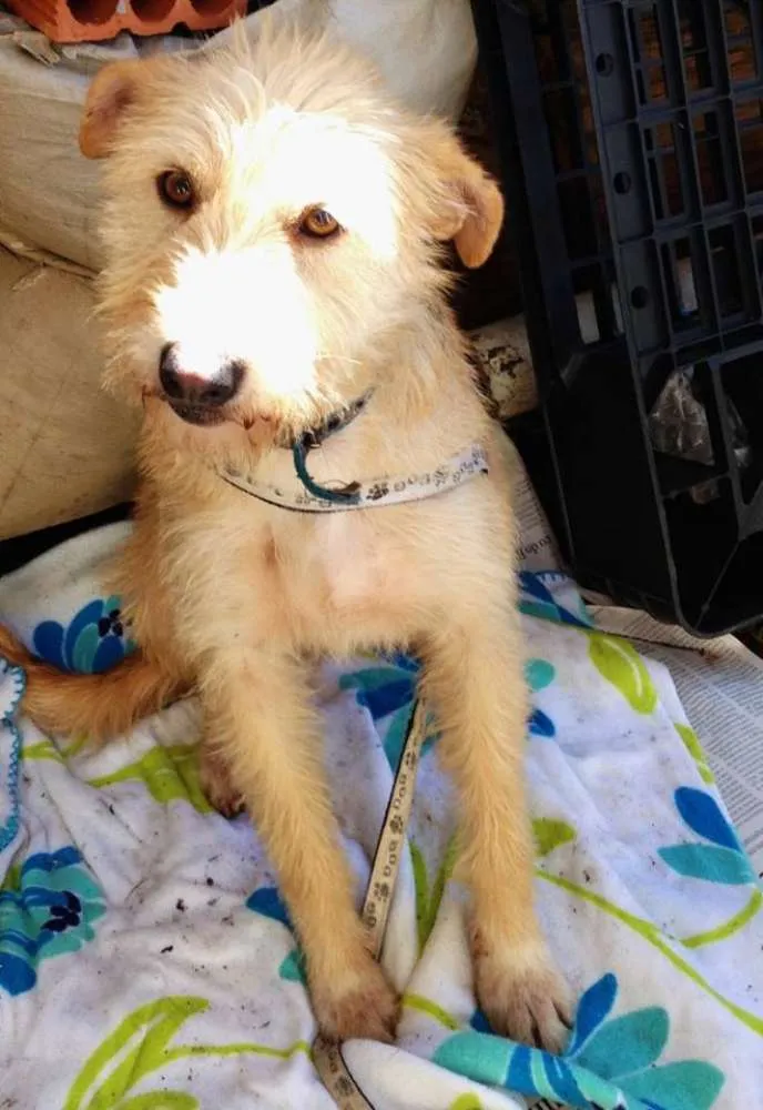 Cachorro ra a SRD idade 2 anos nome Priscila