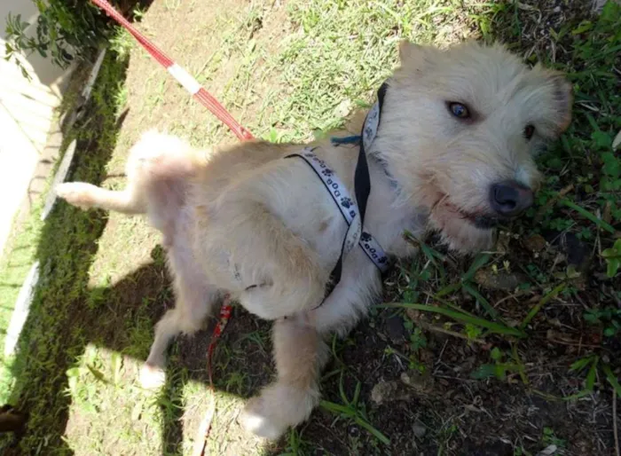 Cachorro ra a SRD idade 2 anos nome Priscila