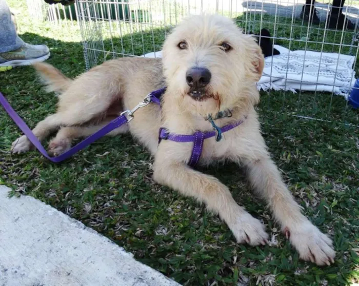 Cachorro ra a SRD idade 2 anos nome Priscila