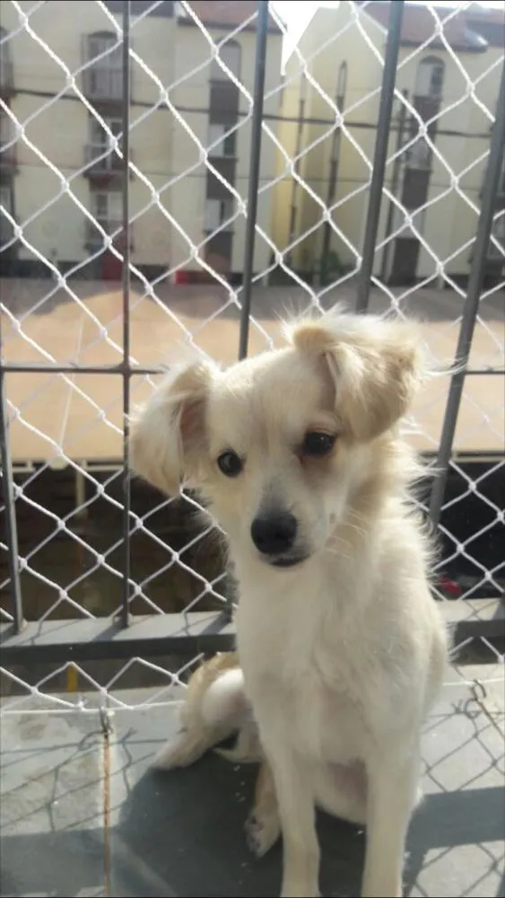 Cachorro ra a Vira lata idade 7 a 11 meses nome Billy