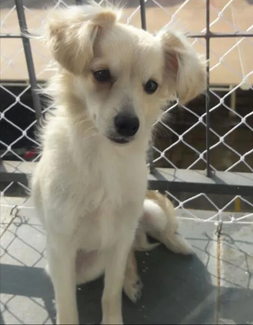 Cachorro ra a Vira lata idade 7 a 11 meses nome Billy
