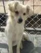 Cachorro raça Vira lata idade 7 a 11 meses nome Billy