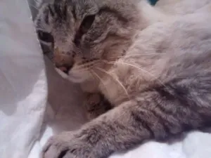 Gato raça SRD idade 2 anos nome Guerreiro