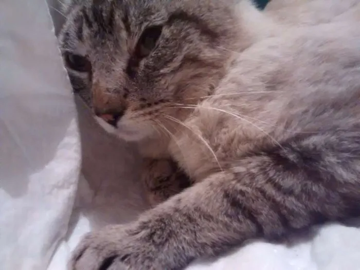 Gato ra a SRD idade 2 anos nome Guerreiro