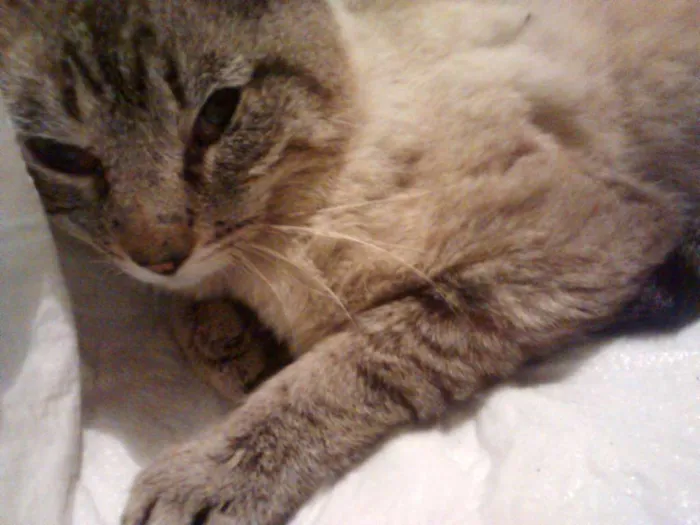 Gato ra a SRD idade 2 anos nome Guerreiro
