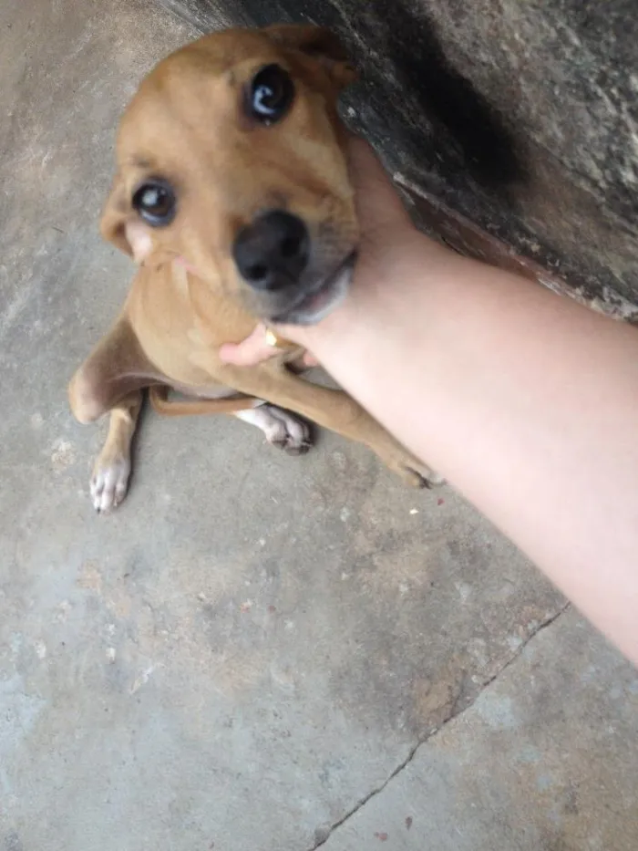 Cachorro ra a Vira lata  idade  nome Sem nome 