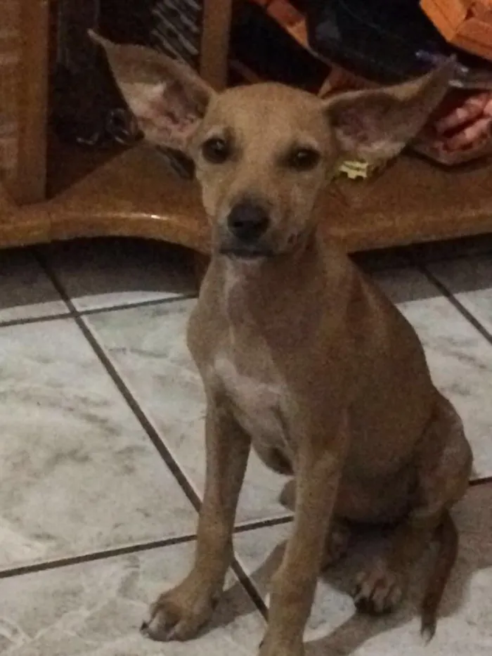 Cachorro ra a Vira lata  idade  nome Panqueka