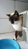 Gatinhos