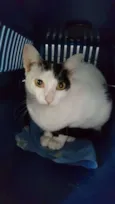 Gatinhos