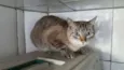 Gatinhos