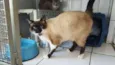 Gatinhos