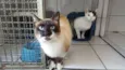 Gatinhos