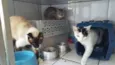 Gatinhos