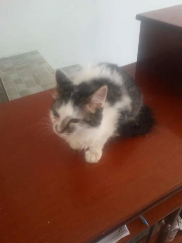 Gato ra a srd idade 2 a 6 meses nome Pink
