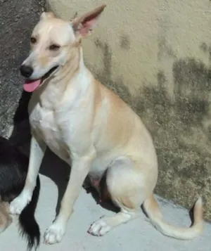Cachorro raça Vira Latas idade 2 anos nome Pepita