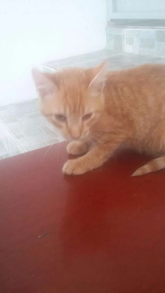 Gato ra a srd idade 2 a 6 meses nome Pink