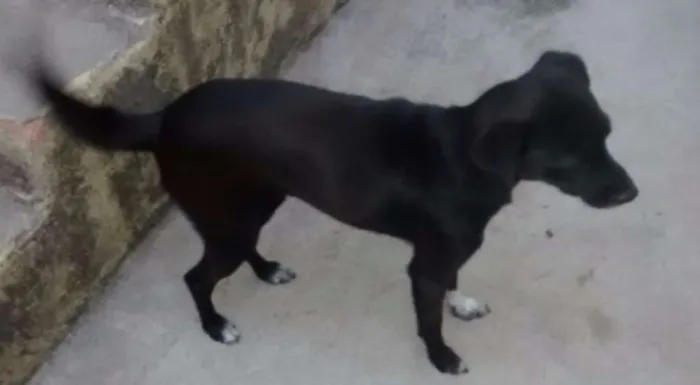 Cachorro raça Vira Latas idade 1 ano nome Pretinha