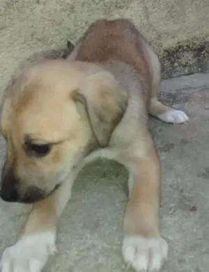 Cachorro raça Vira Latas idade Abaixo de 2 meses nome (sem nome)