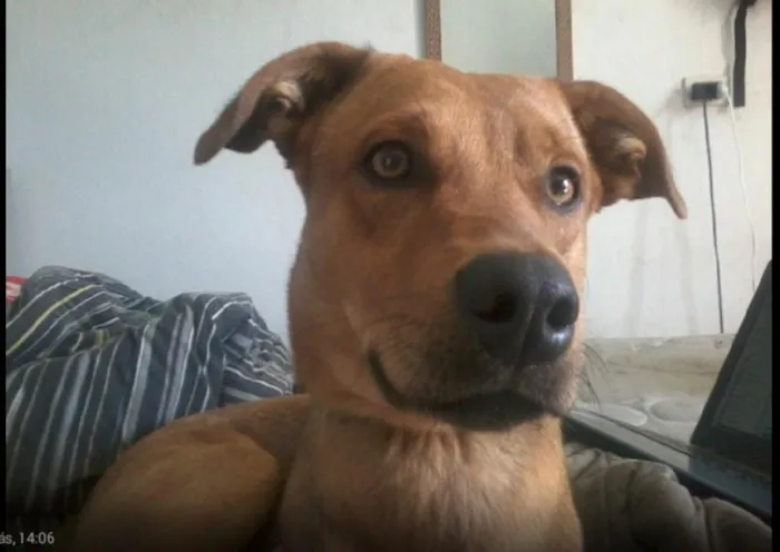 Cachorro ra a SRD idade 1 ano nome Jake