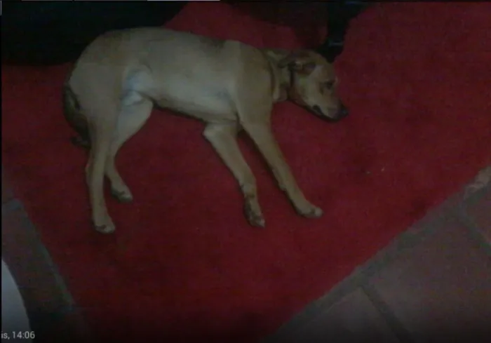 Cachorro ra a SRD idade 1 ano nome Jake