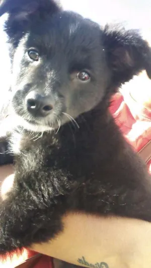 Cachorro raça SRD idade 2 a 6 meses nome King